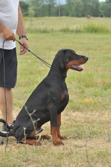 Dobergaarden Forever TomTom